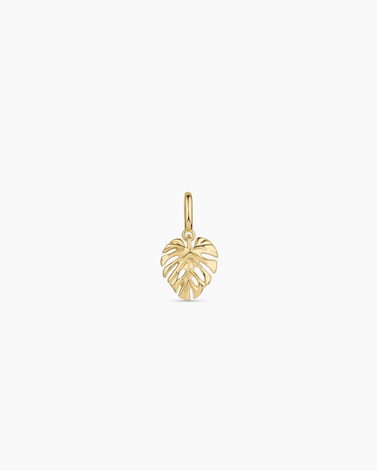 Monstera Parker Charm